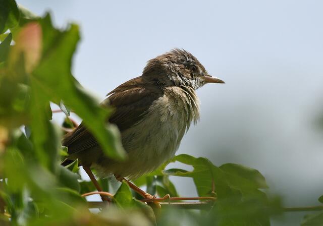 Foto: Copyright Andreas Schäfer