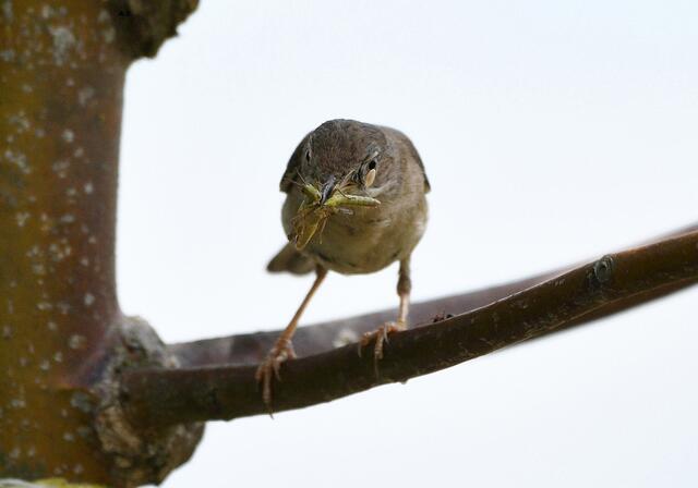 Foto: Copyright Andreas Schäfer