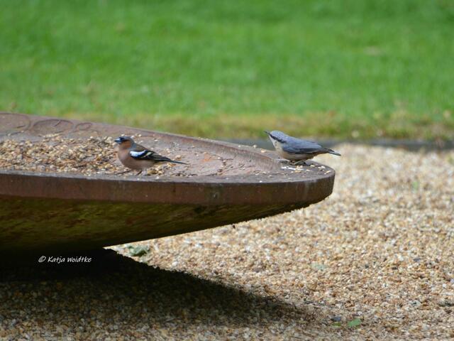 Parks und Gärten in Niedersachsen - Kurpark von Bad Pyrmont

(Foto: Katja Woidtke)