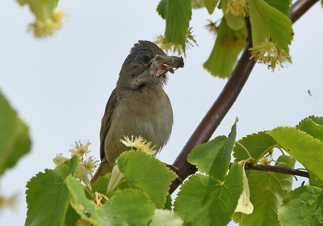Foto: Copyright Andreas Schäfer