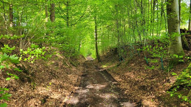 Abstieg durch den Hohlweg ins Dorf | Foto: Dr. Hubert Raab