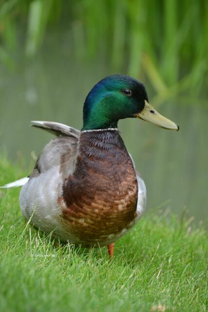 Parks und Gärten in Niedersachsen - Kurpark von Bad Pyrmont

(Foto: Katja Woidtke)