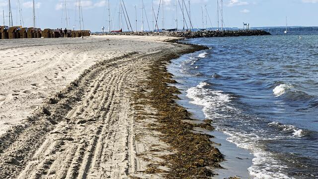 Das Seegras wird regelmäßig abgefahren, der breite Sandstrand besitzt eine große Anziehungskraft.