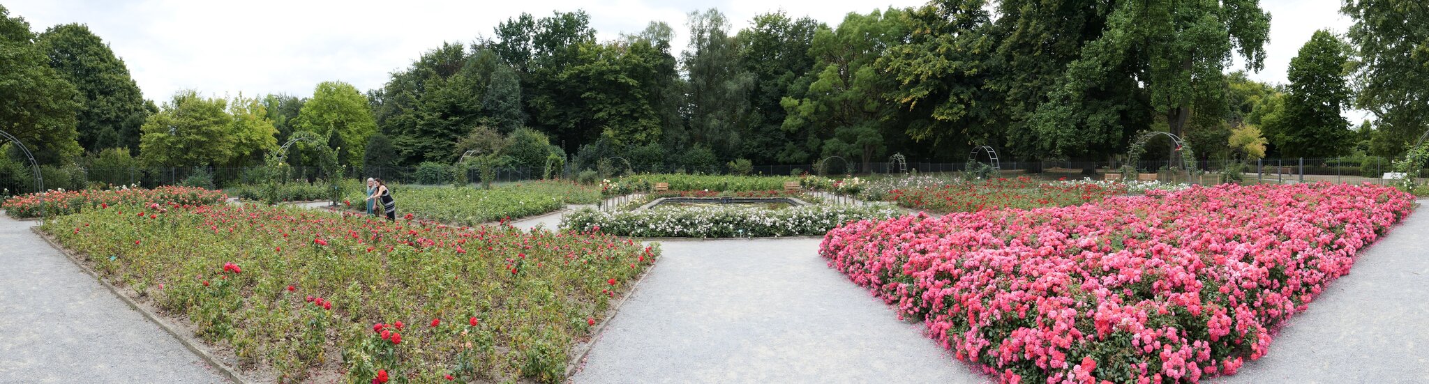 Natur Garten Rosen Essen