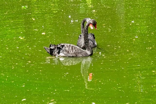 im Walbecker Tierpark | Foto: Gerd Horenburg