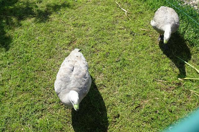 . | Foto: Gerd Horenburg