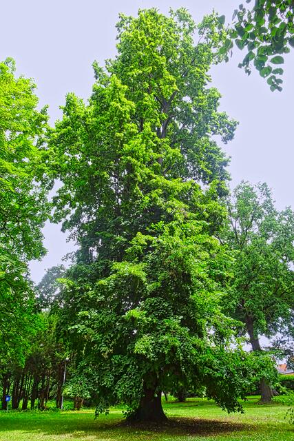im Schlosspark | Foto: Gerd Horenburg