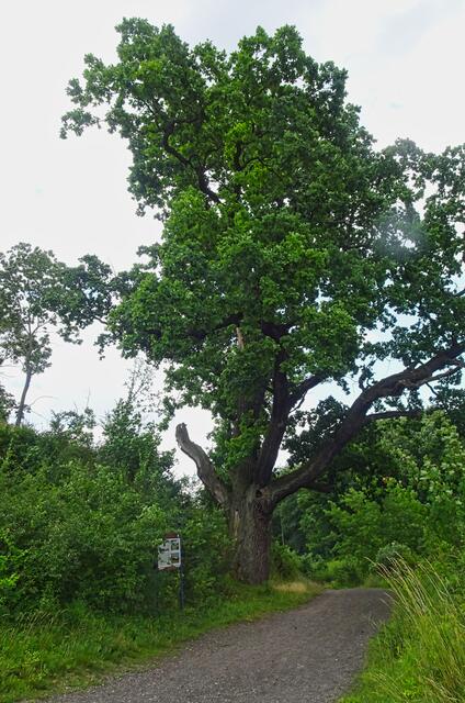 uralte Adelheidseiche | Foto: Gerd Horenburg