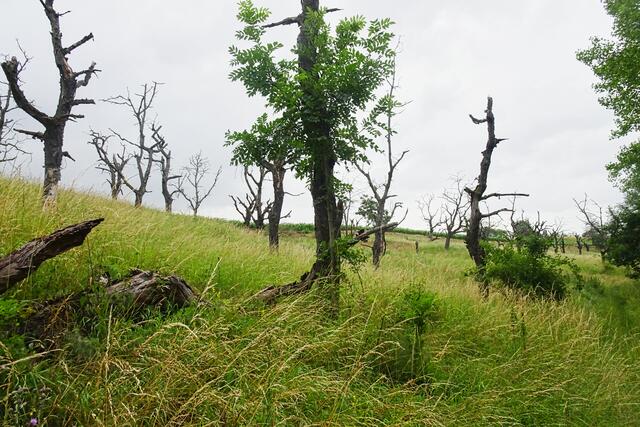 alte Kirschplantage | Foto: Gerd Horenburg