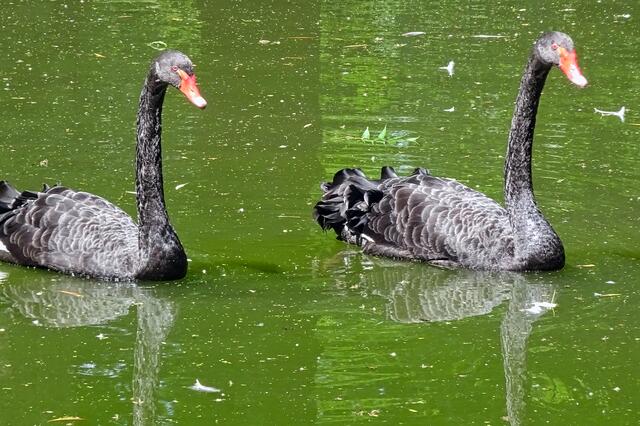 im Walbecker Tierpark | Foto: Gerd Horenburg