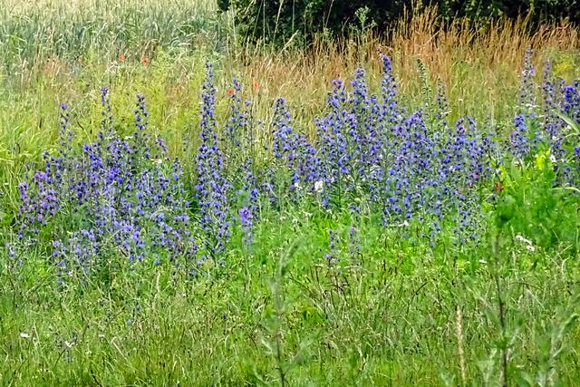 Wiese am Waldesrand | Foto: Gerd Horenburg