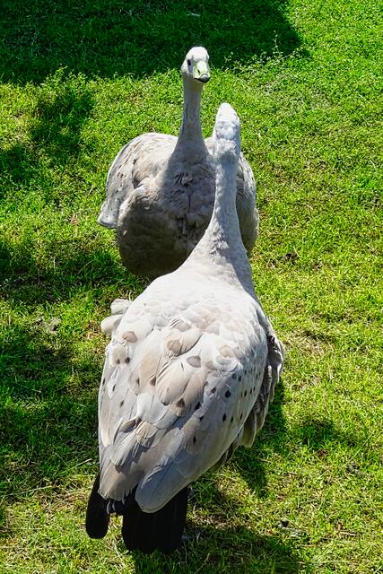 x | Foto: Gerd Horenburg