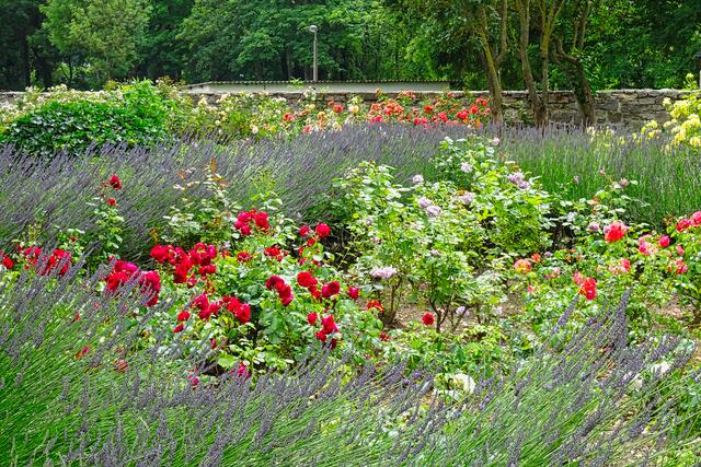 im Kräutergarten des ehem. Klosters | Foto: Gerd Horenburg