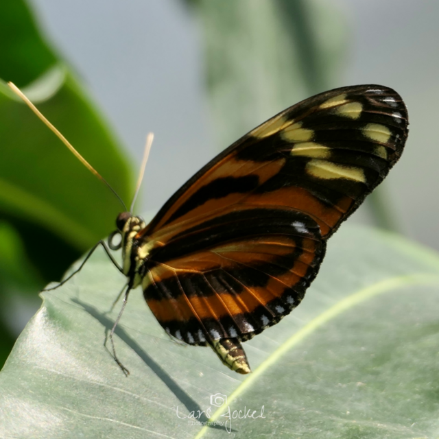 Heliconius ismenius