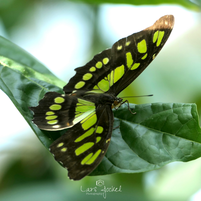 Malachitfalter