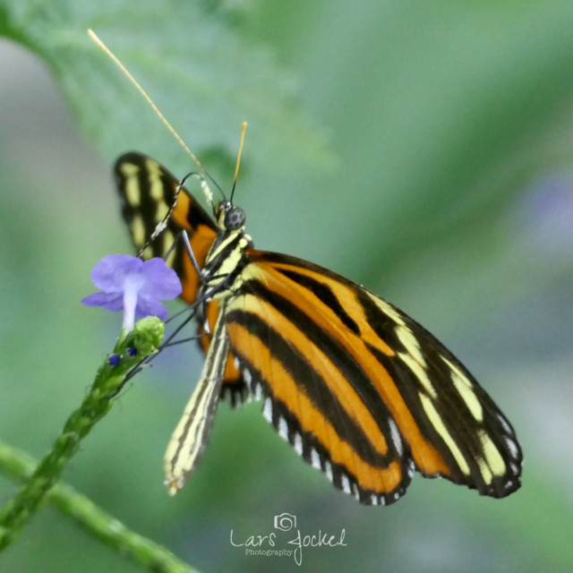 Tiger-Passionsfalter