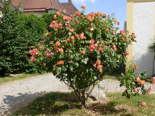 Foto: M. Heilander