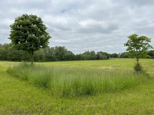 Diese Wiese ist ein wichtiges Verbindungsstück für viele Tiere zwischen dem Thalersee, dem Wald und den angrenzenden Feldern. Hier soll der neue Wertstoffhof entstehen.