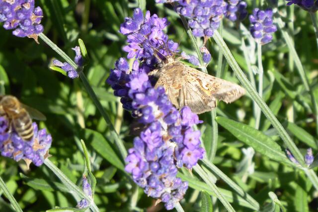 Die Gammaeule nascht nicht nur am Lavendel. Auch die Kleinblütige Königskerze steht auf ihrem Speiseplan.