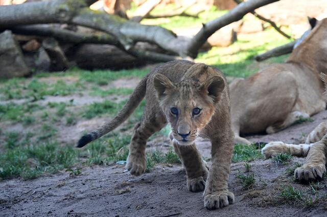 Der Löwennachwuchs genießt den Sommertag,