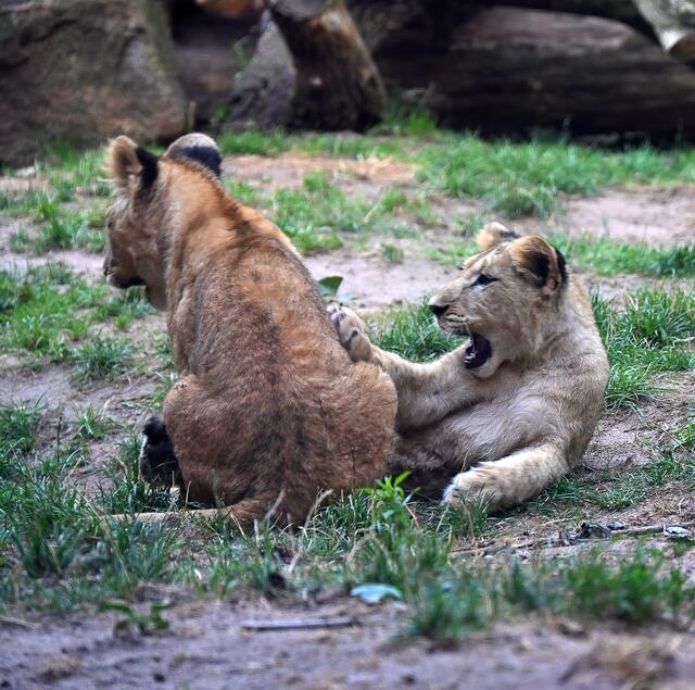 He - warum hörst Du auf? Ich will weiter raufen!