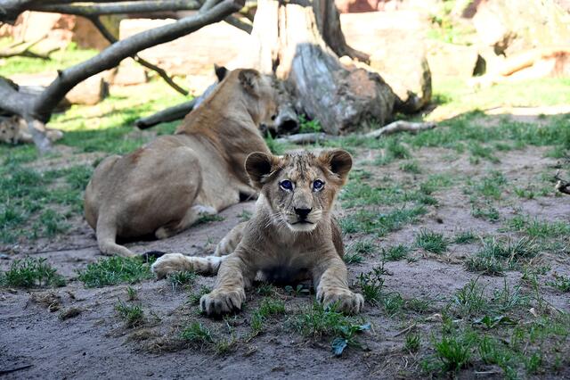 Der Löwennachwuchs genießt den Sommertag,