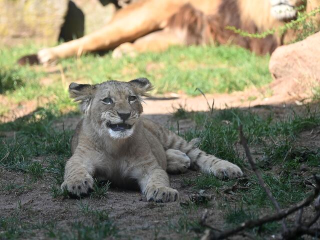 Der Löwennachwuchs genießt den Sommertag,
