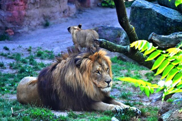 Löwenvater Basu scheint die Ruhe selbst zu sein.