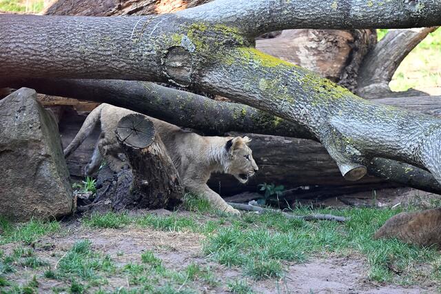 Anschleichen muss auch geübt werden.