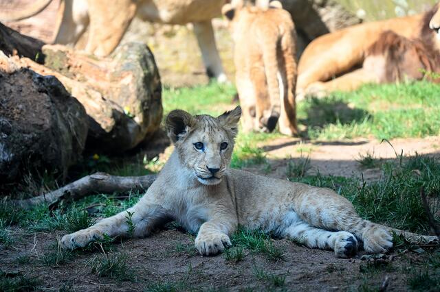 Der Löwennachwuchs genießt den Sommertag,