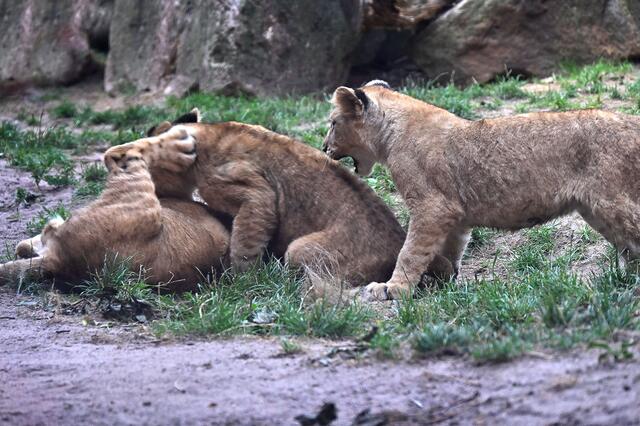 Lasst mich mitmachen!