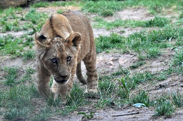 Der Löwennachwuchs genießt den Sommertag,