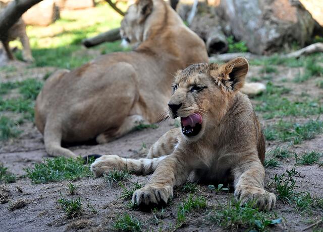 Der Löwennachwuchs genießt den Sommertag,