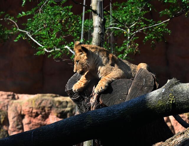 Der Löwennachwuchs genießt den Sommertag,