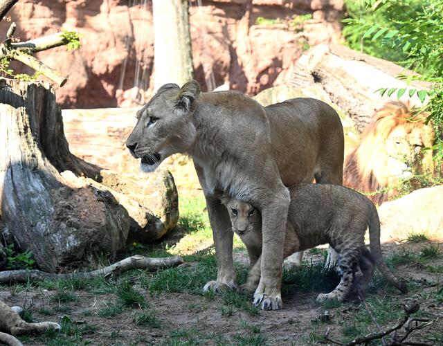 Bei der Mutter ist es aber noch am schönsten.