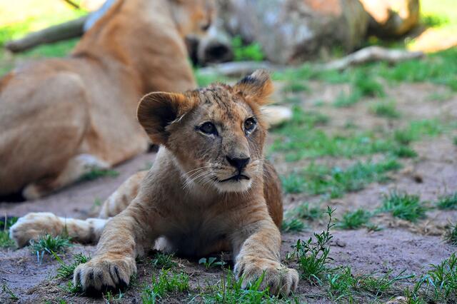 Der Löwennachwuchs genießt den Sommertag,