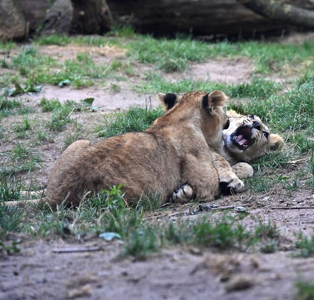 Der Löwennachwuchs genießt den Sommertag,
