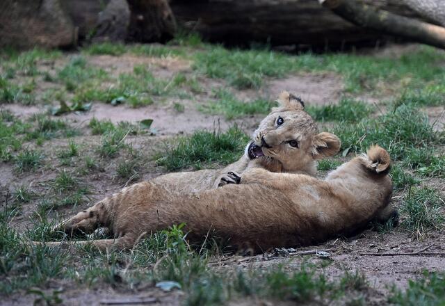 Der Löwennachwuchs genießt den Sommertag,