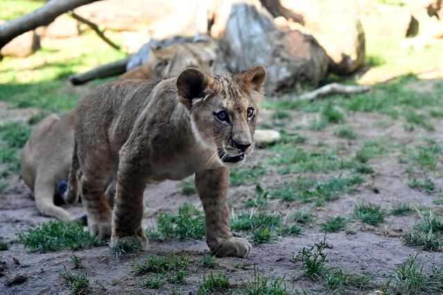 Der Löwennachwuchs genießt den Sommertag,