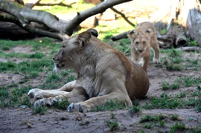 Mutter Zahra hat alles im Blick