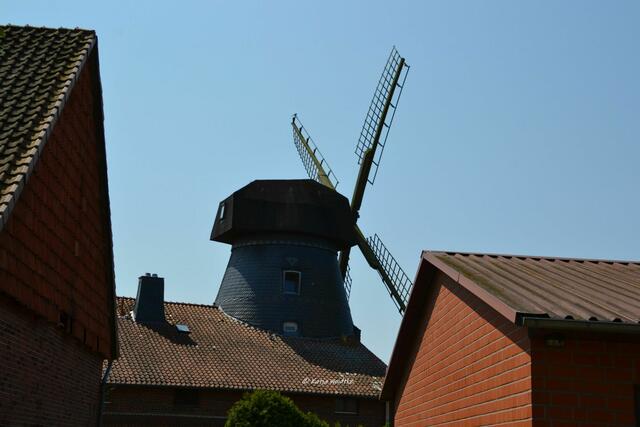 Mühlenmontag

Turmholländer in Loccum

(Foto: Katja Woidtke)