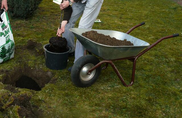 2011 - der Apfelbaum wird gepflanzt.