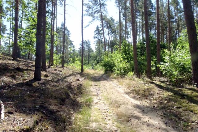 im Stadtwald nahe Kleiner Hasenköpfe