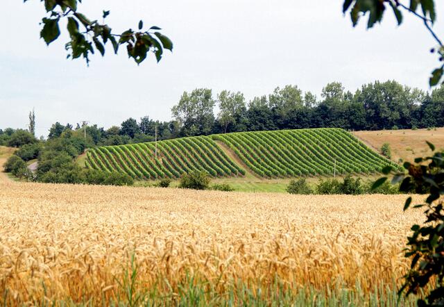 Weinberge um Quedlinburg