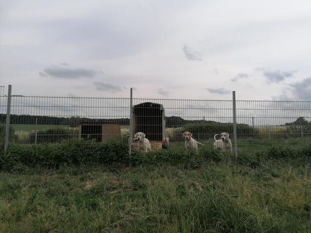 Die Hunde werden artgerecht gehalten | Foto: Horst Zimmer