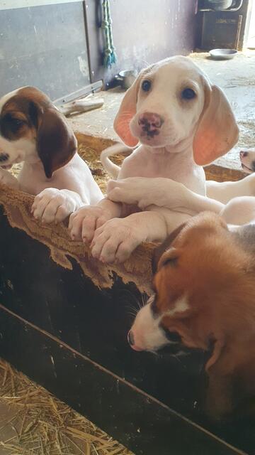 Die kleinen Welpen waren überaus zutraulich. | Foto: Horst Zimmer
