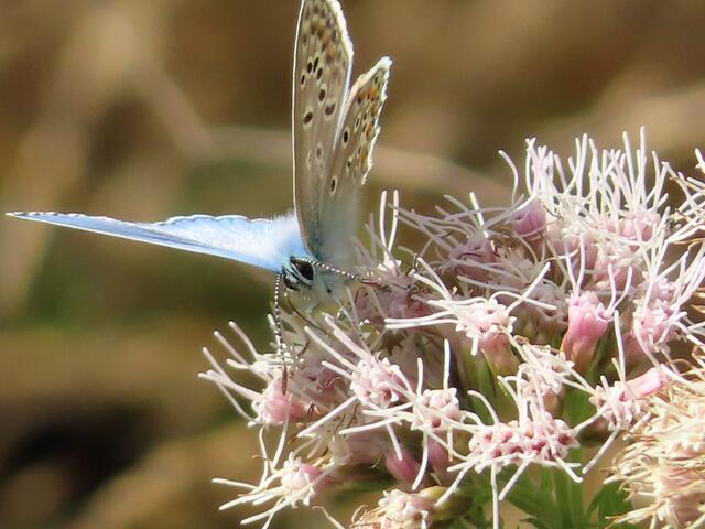 -- | Foto: Foto: Hildegard Grygierek