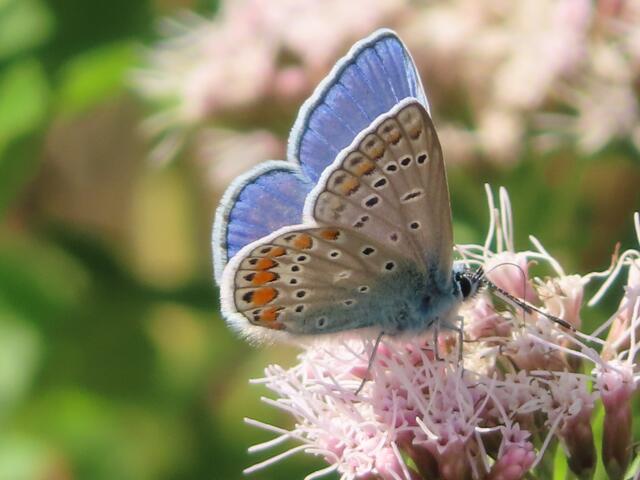-- | Foto: Foto: Hildegard Grygierek