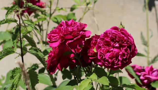 Rosen | Foto: DR