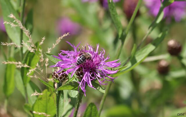 Bienchen auf Flockenkornblumen | Foto: DR